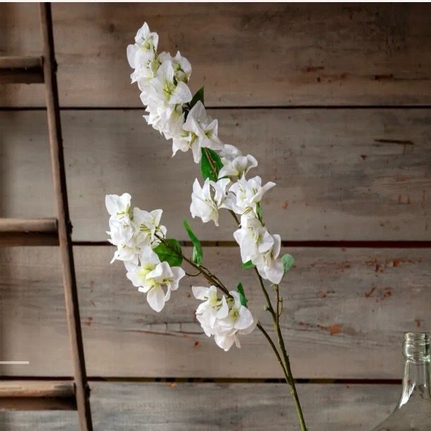 PVH White Bougainvillea Bridal