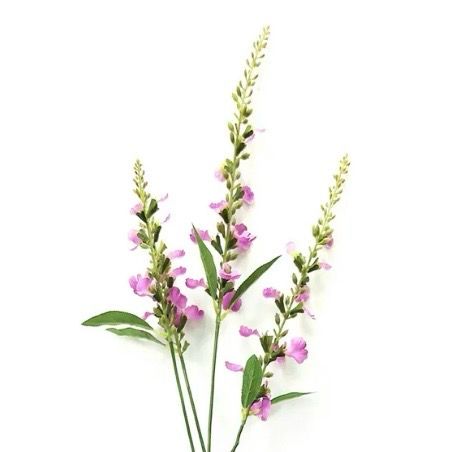 PVH 26.5" Dk Pink (Purple) Salvia Stem