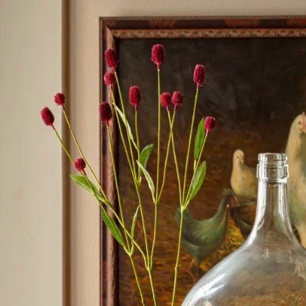 PVH 26" Purple Gomphrena