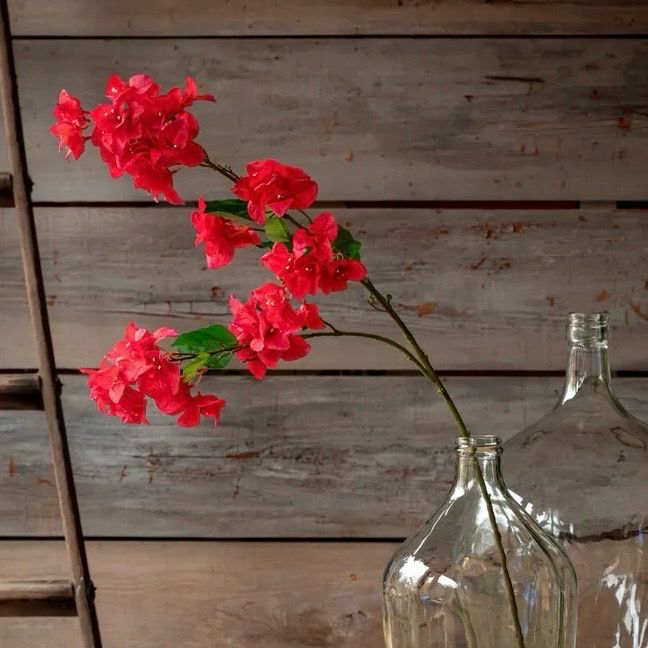 PVH Pink Bougainvillea Bridal