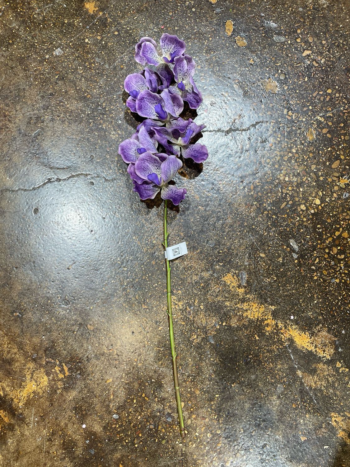 PVH Purple Vanda Orchid