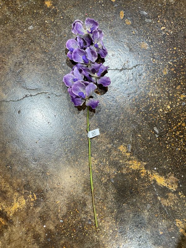PVH Purple Vanda Orchid