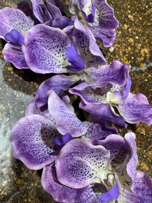 PVH Purple Vanda Orchid