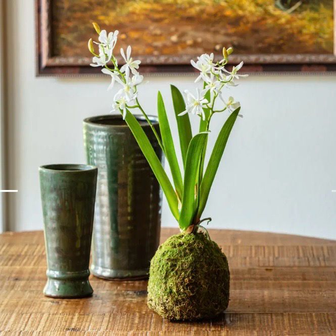 PVH 17.5" Mini Vanda Orchid In Moss Ball Sm White