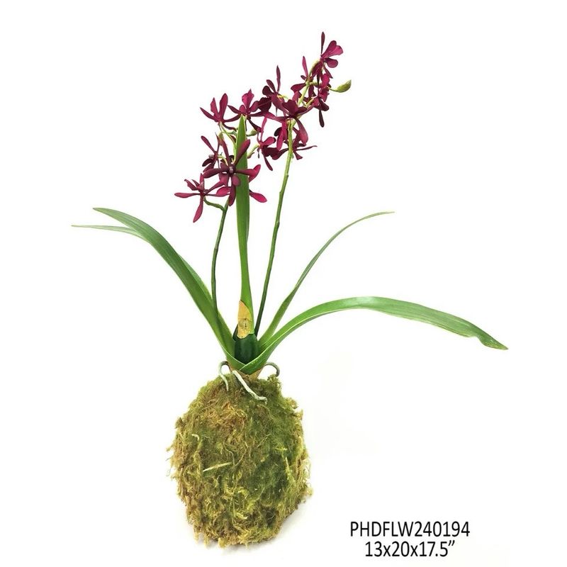 PVH Maroon 17.5" Mini Vanda Orchid In Moss Ball Sm