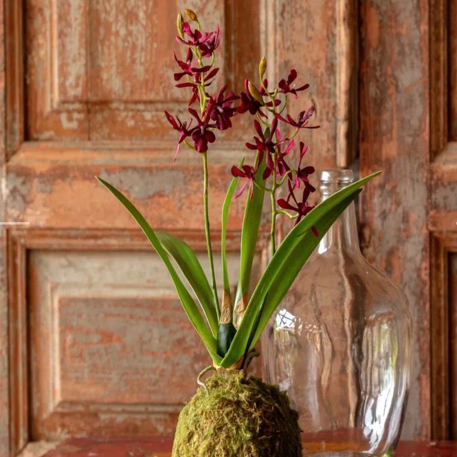 PVH Maroon 17.5" Mini Vanda Orchid In Moss Ball Sm