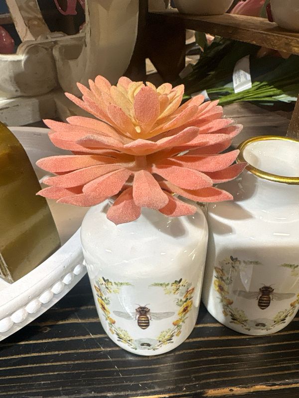 Dal Pink Echeveria Succ