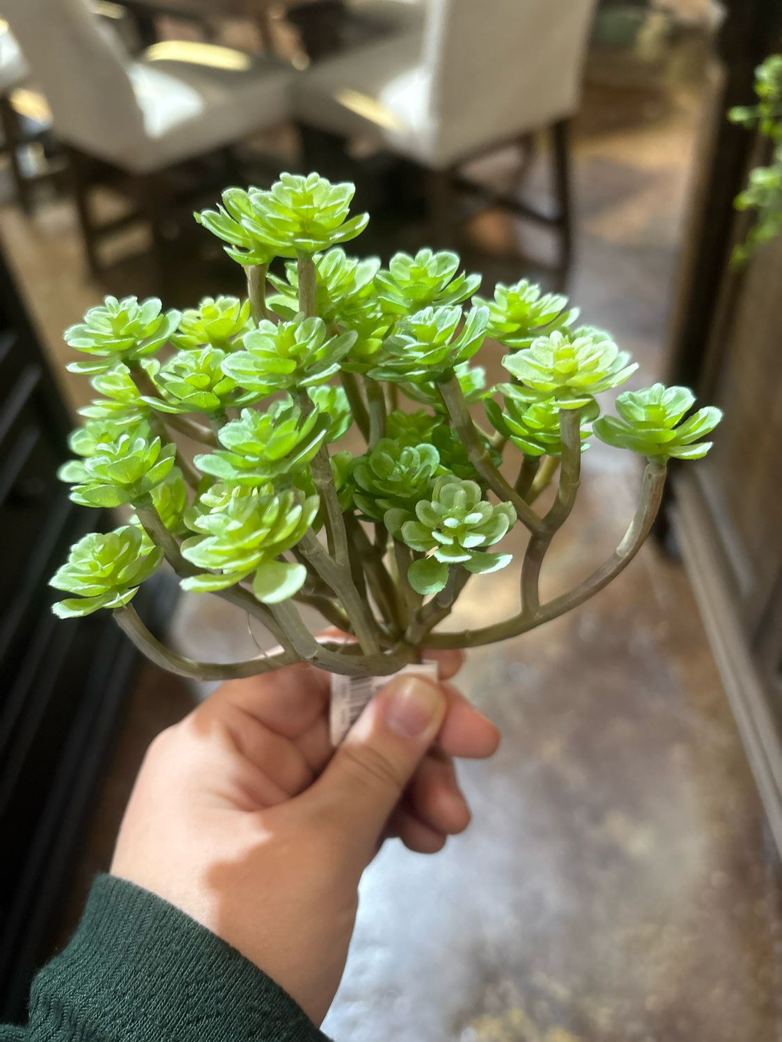 Dal Blooming Sedum