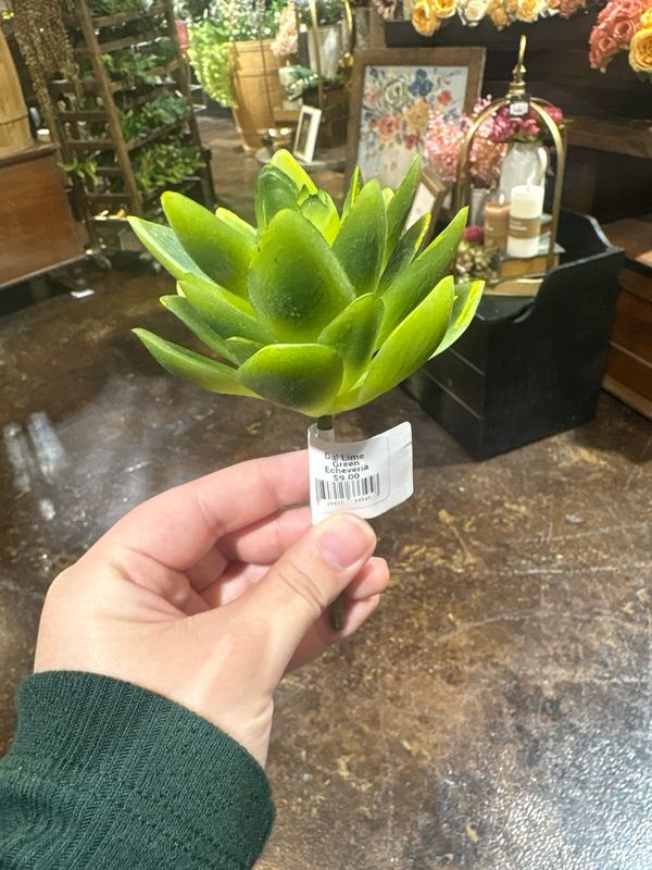 Dal Lime Green Echeveria