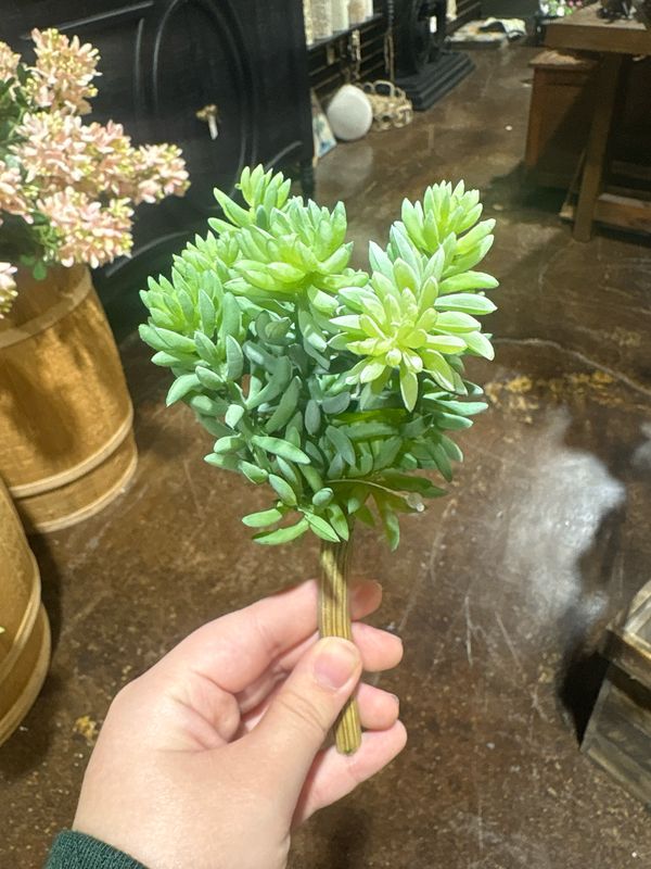 Dal Hanging Cacti