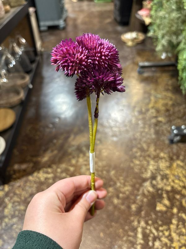 Dal Purple Sedum