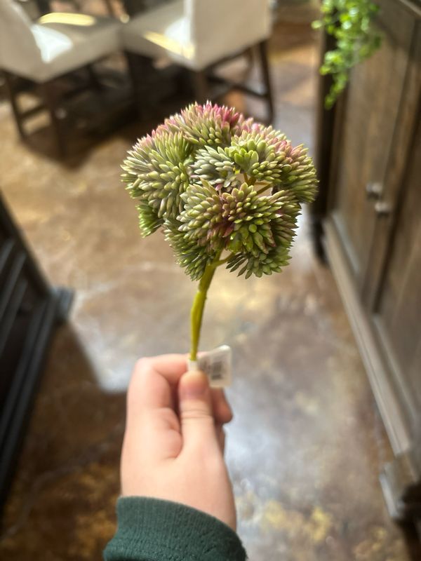 Dal Burgandy Green Sedum