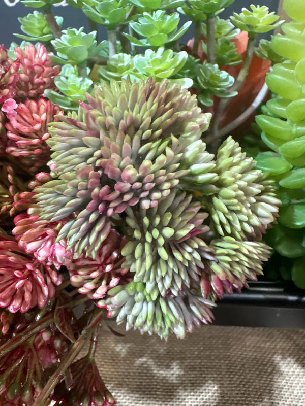 Dal Burgandy Green Sedum