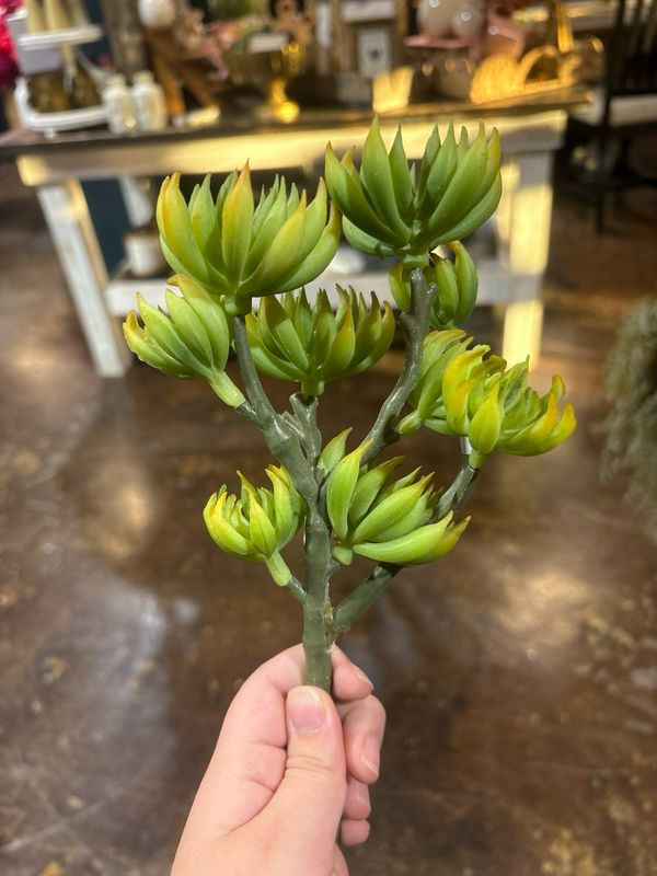 Dal Green Aloe Bunch