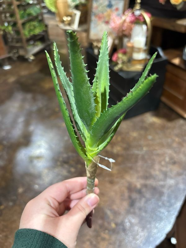 Dal Tall Aloe