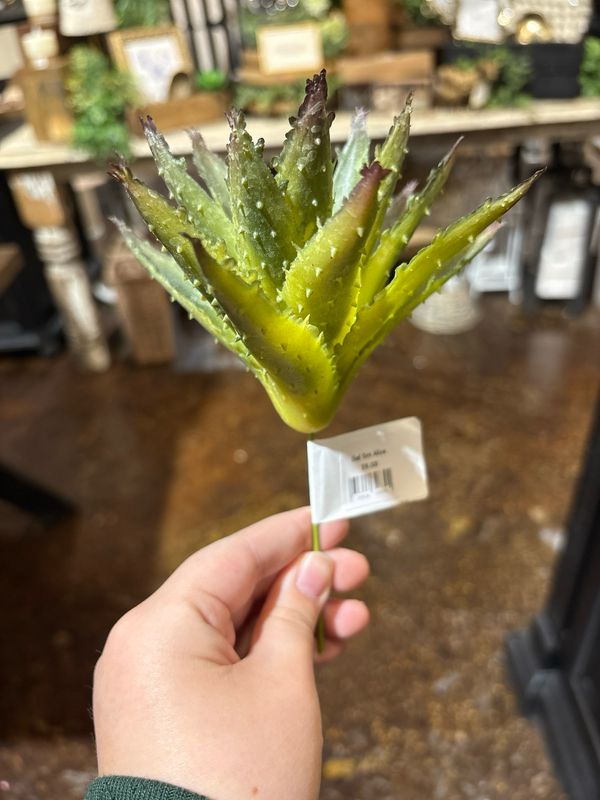 Dal Sm Aloe