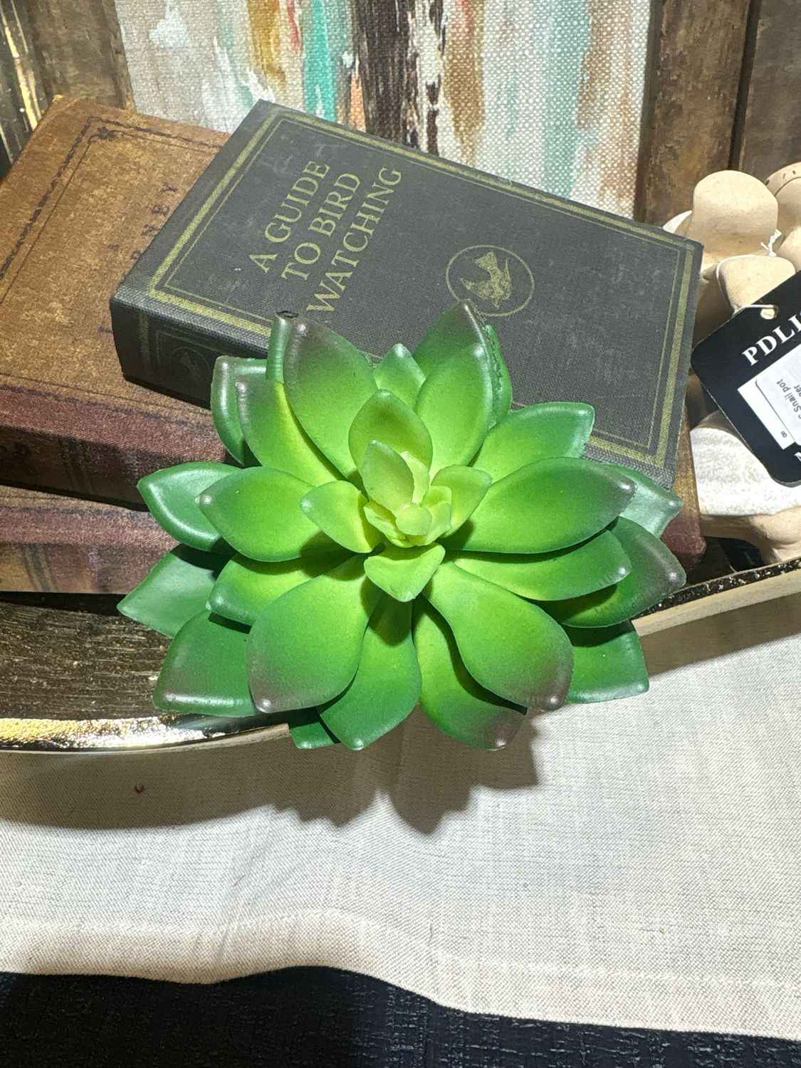 Dal Green Echeveria Succ
