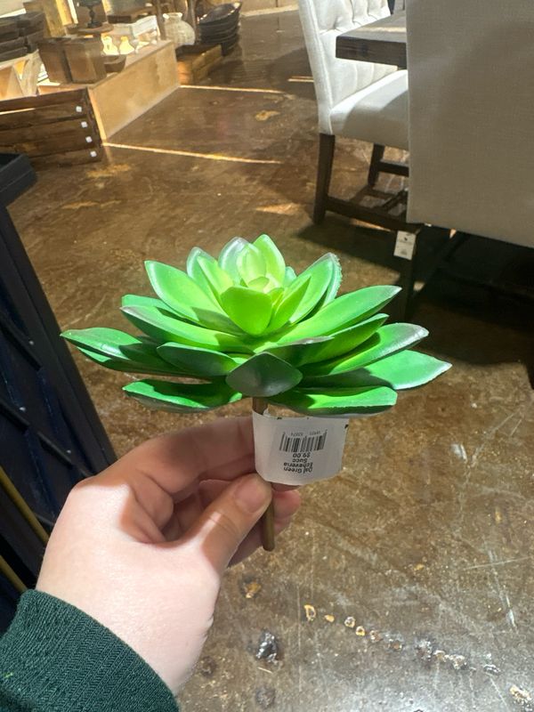 Dal Green Echeveria Succ