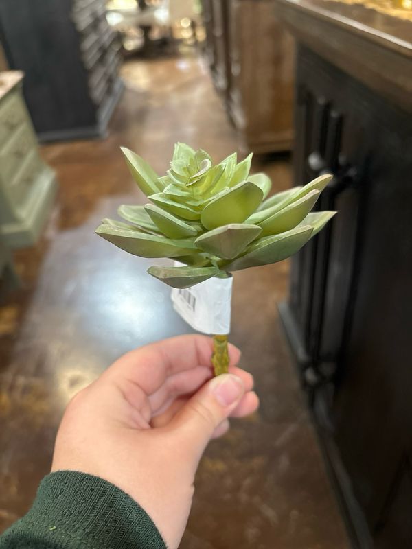Dal Light Green Echeveria Succ