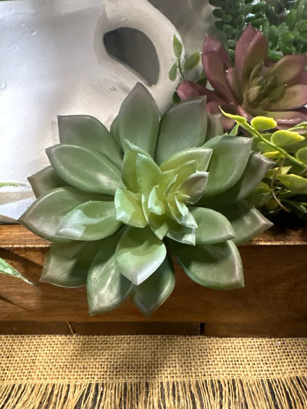 Dal Light Green Echeveria Succ