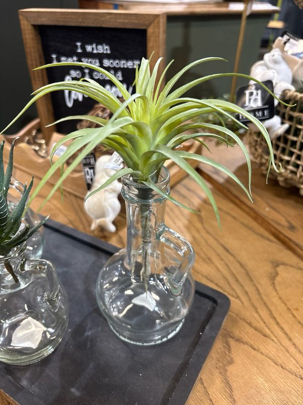 Dal Sm Tillandsia