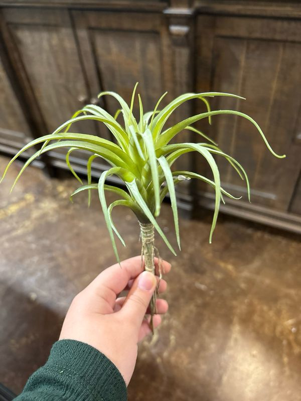Dal Sm Tillandsia