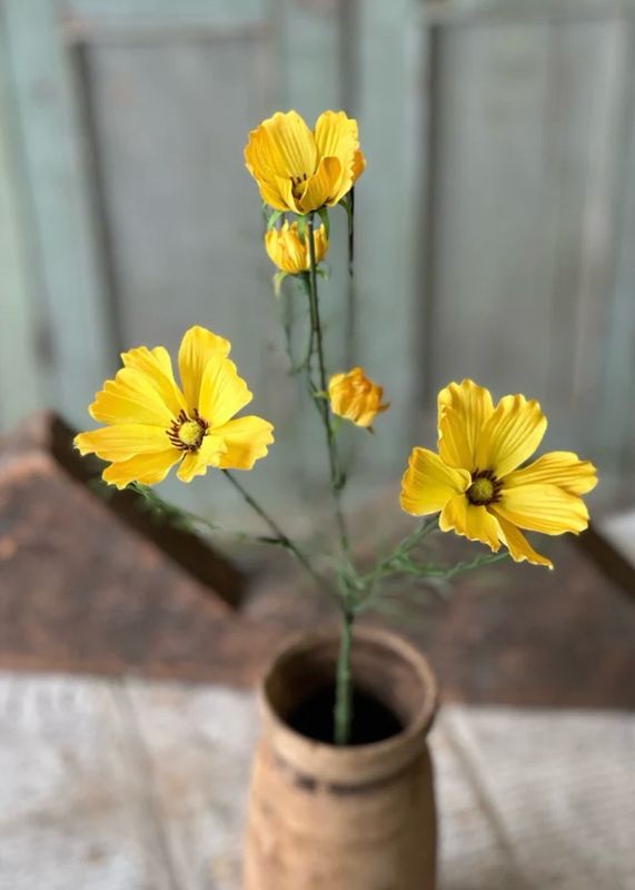 Lan Yellow 24" Cockle Cosmos