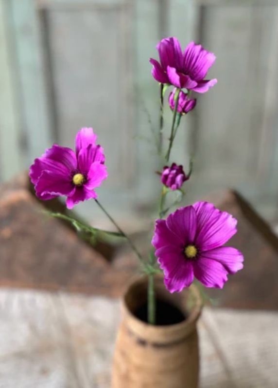 Lan Purple 24" Cockle Cosmos