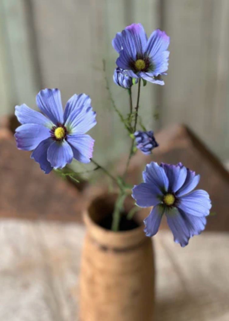 Lan Periwinkle 24" Cockle Cosmos