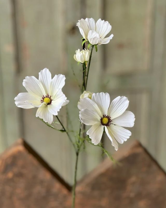 Lan Cream 24" Cockle Cosmos