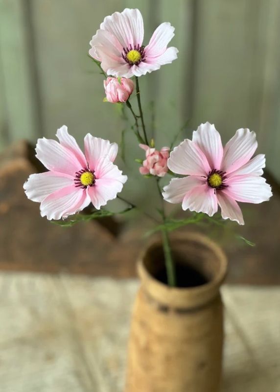 Lan Pink 24" Cockle Cosmos