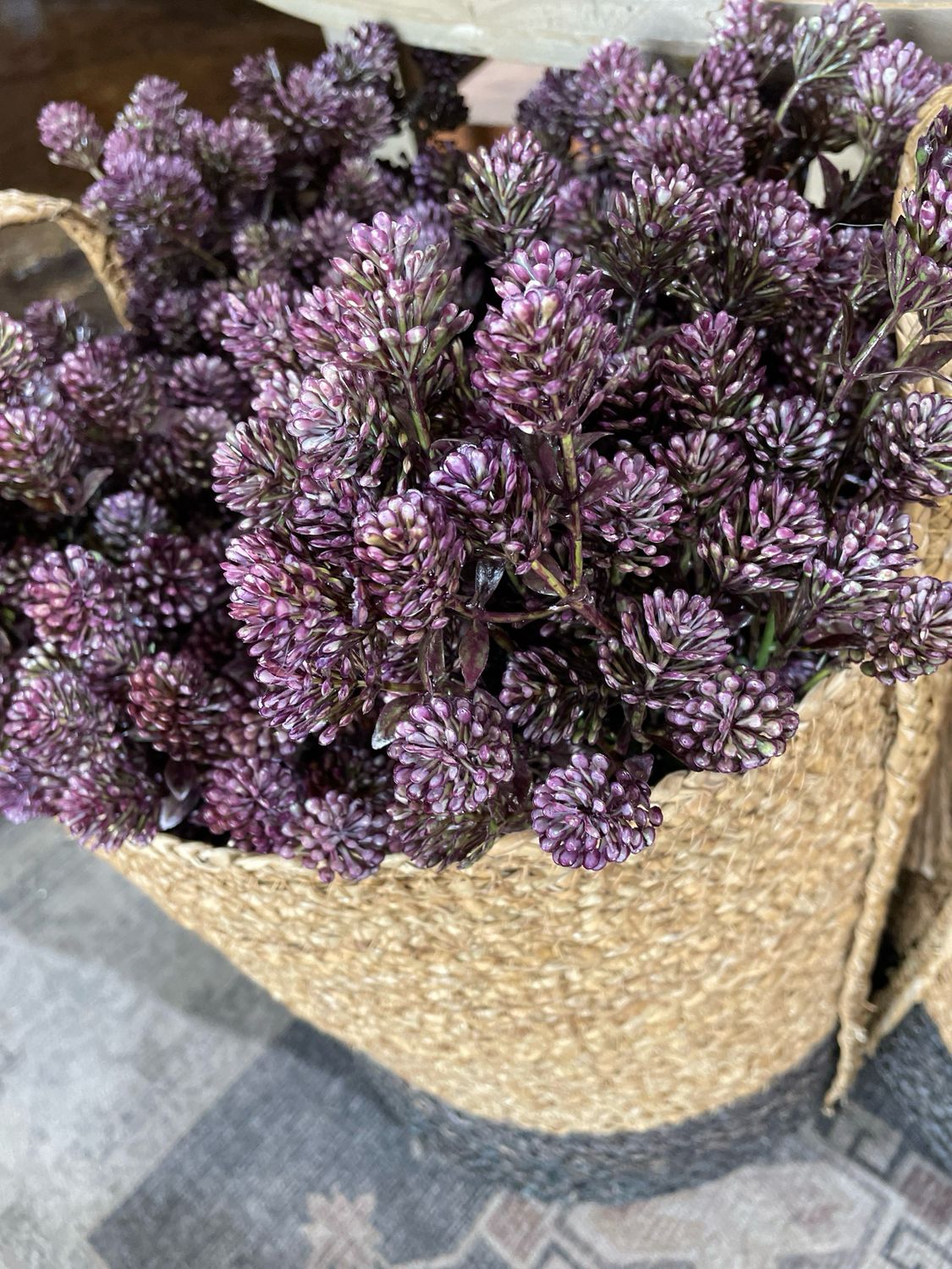 Lan Purple 12" Wil-O-Wisp Bush