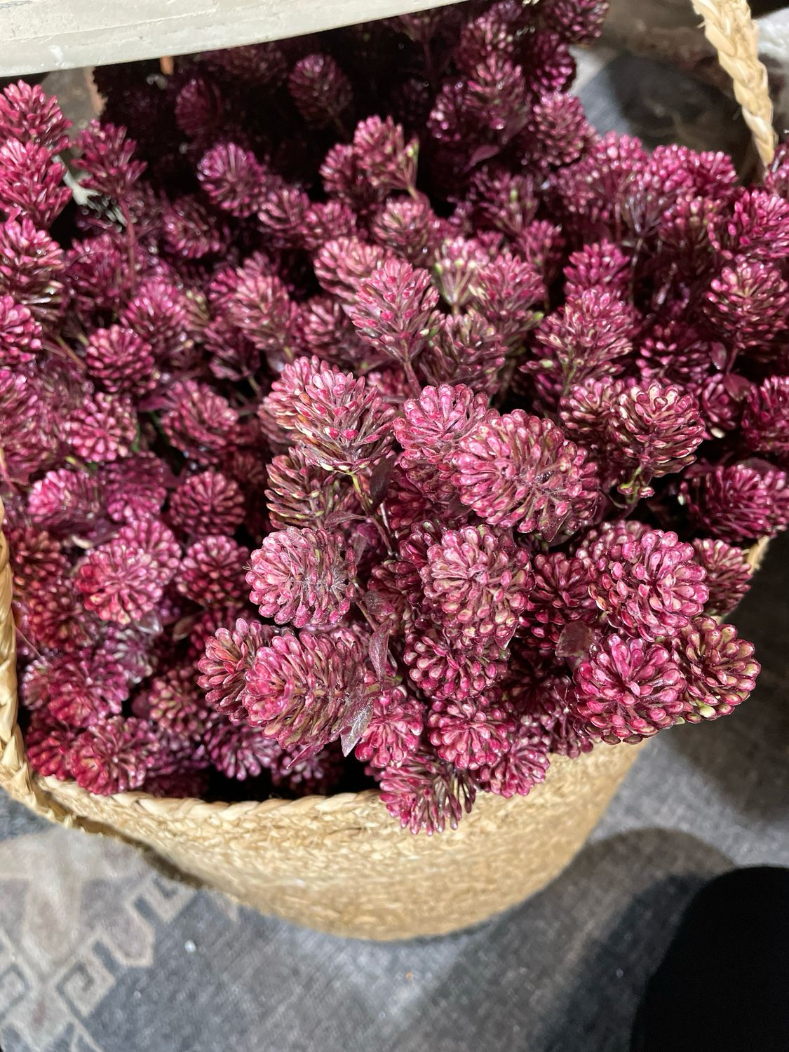 Lan Sangria 12" Wil-O-Wisp Bush