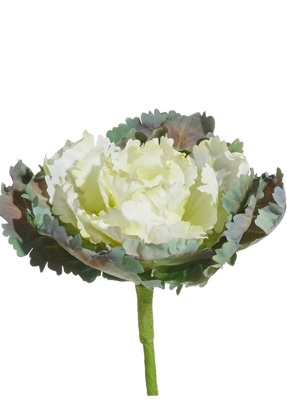 ARL 9" White Cabbage Stem