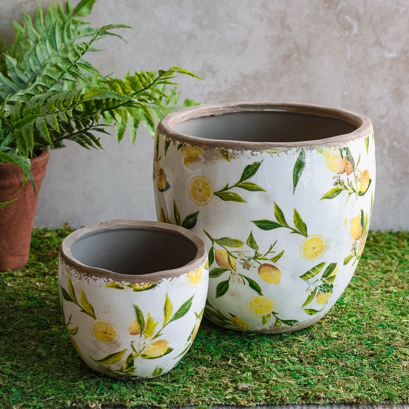 PDG Lemon Planter 4.5x5