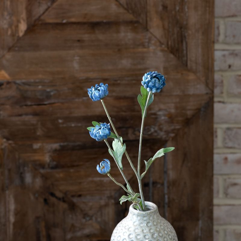 PDG 23" Bl Kalanchoe