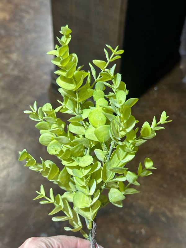 Reg Green Spring Euc Pick 15.5"