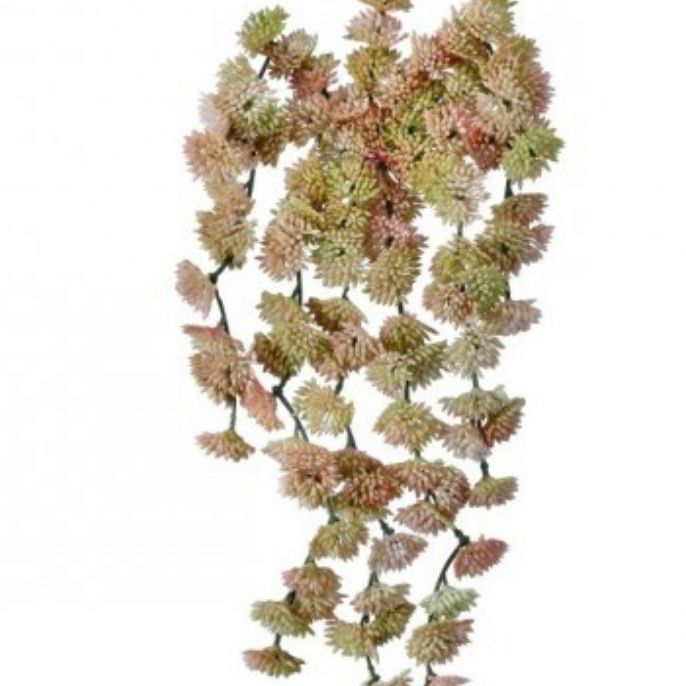Reg Blush Pink Sedum Vine Hanging 10"
