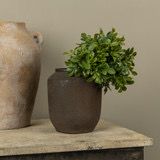 Rag 9.5" Boxwood Bush