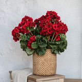 Rag 19.5" Red Geranium Bush