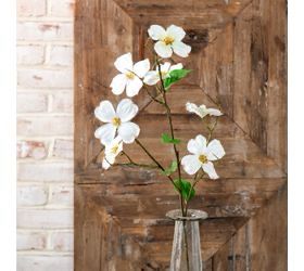 Pdg Wh Dogwood