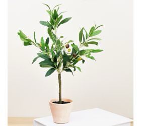 PDG 18" Olive Tree In Pot