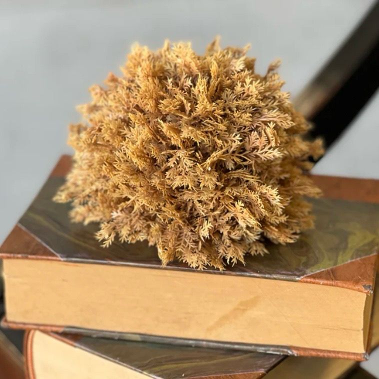 5" Sungold Half Sphere