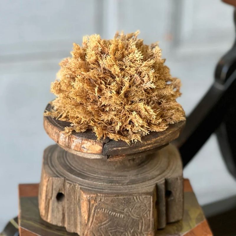 5" Sungold Half Sphere
