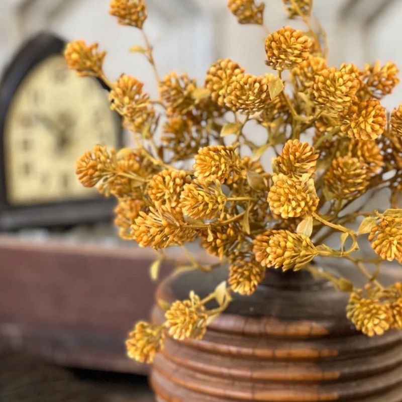 Lan 12" Russet Cone Bush - Golden