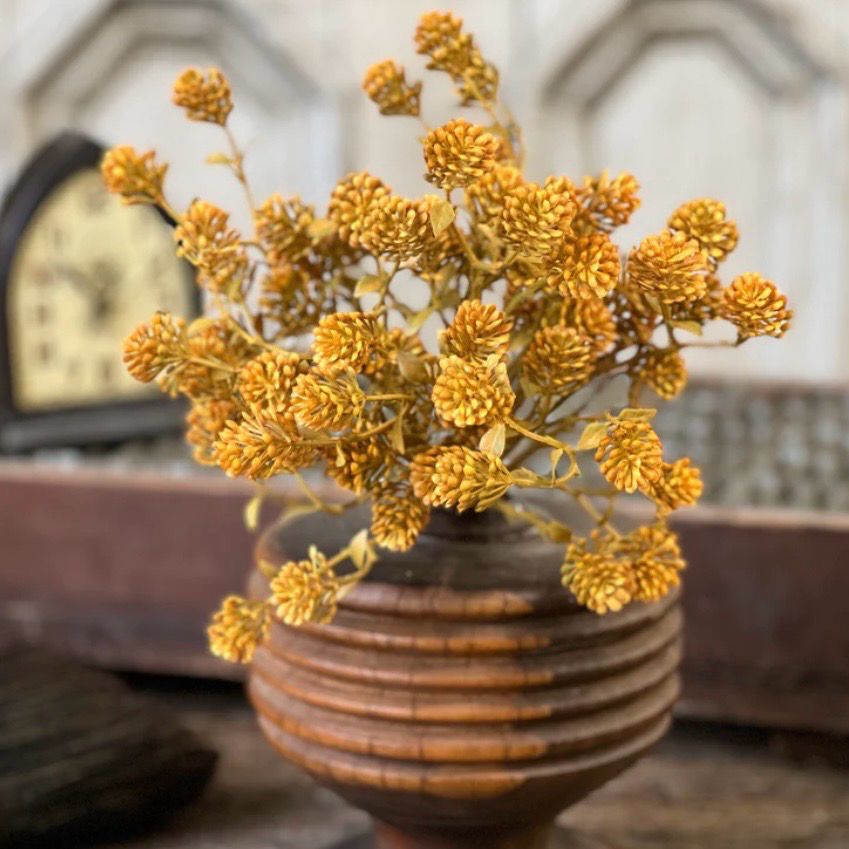 Lan 12" Russet Cone Bush - Golden