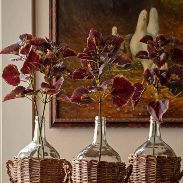 PVH 18.5 Coleus Noir