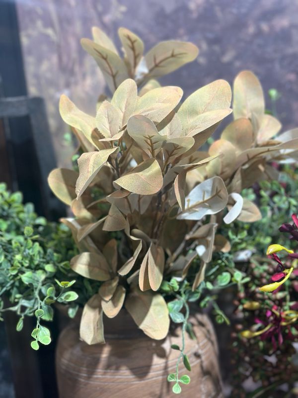 KKI 18.5" Yellow Green Laurel Bush