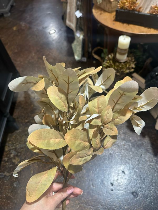 KKI 18.5" Yellow Green Laurel Bush