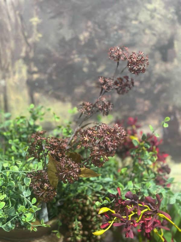 KKI 35" Burgundy Elderberry Stem